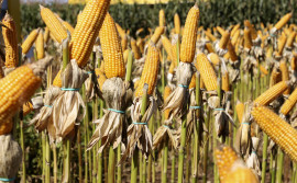 Seagro ressalta destaque da cultura do milho na produção de grãos no Tocantins