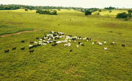 Ruraltins realiza Dia de Campo com apresentação de resultados produtivos na intensificação de Pastagem