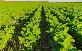 Adapec prorroga janela de plantio de soja nas várzeas tropicais por mais cinco dias