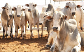 Governo do Tocantins promove ações em feiras agropecuárias para produtores rurais