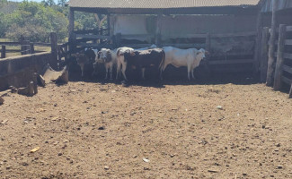 Polícia Civil recupera cabeças de gado que haviam sido subtraídas de propriedade rural em Paraíso do Tocantins