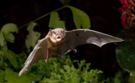 SES-TO promove webinar sobre prevenção da raiva humana