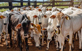 Tocantins supera meta e alcança 98,7% de índice vacinal do rebanho contra febre aftosa