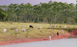 Governo do Tocantins alerta produtores rurais e municípios sobre golpe de oferta e cobrança indevida de serviços ambientais gratuitos