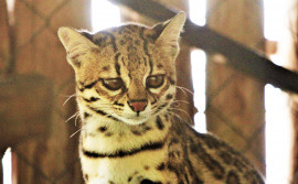 Comitê Pró-Animais tem nova composição para o biênio 2022/2024