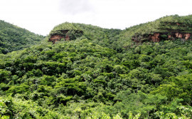 Governo do Tocantins cria Grupo de Trabalho para planejar transação de créditos de carbono