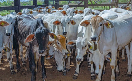 Primeira etapa de vacinação contra a brucelose encerra nesta quinta-feira, 30