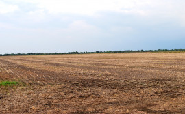 Vazio sanitário da soja no Tocantins começa a partir do dia 1° de julho