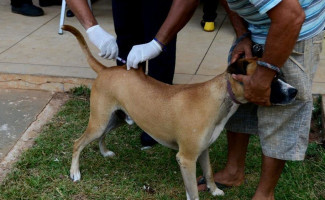 Tocantins lembra Dia Mundial de Combate às Zoonoses