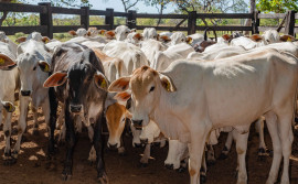 Tocantins vacina o maior número de bezerras entre 3 e 8 meses contra a brucelose  