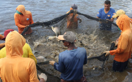 Adapec cadastra mais de 400 pisciculturas no primeiro semestre deste ano no Tocantins