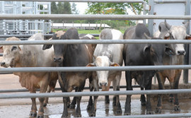 Adapec cria módulo informatizado visando rastreabilidade de bovinos destinados ao abate no Tocantins