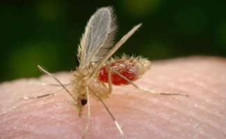 Tocantins alerta para os cuidados contra a Leishmaniose 