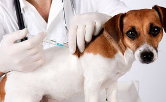 Saúde promove Campanha de Vacinação Antirrábica Animal 2022   