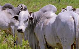 Tocantins reduz alíquota de ICMS de gado bovino a menos de 5%