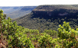 Tocantins pode transacionar mais de 100 milhões de toneladas de CO₂ por redução do desmatamento e degradação no bioma Cerrado, na modalidade pagamento por resultado