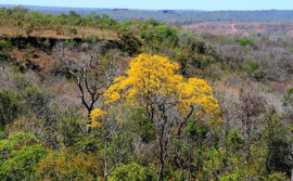 Dia Nacional do Cerrado: Área preservada no Tocantins armazena milhões de toneladas de crédito de carbono