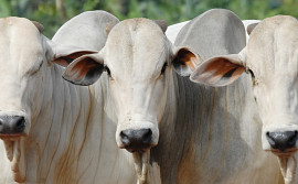 Estado do Tocantins realiza o 5° Fórum sobre Retirada da Vacinação Contra Febre Aftosa