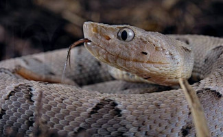 Saúde traz alerta no Dia Internacional de Atenção aos Acidentes com Serpentes