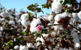 Adapec destaca início do vazio sanitário do algodão no Tocantins nesta terça-feira, 20