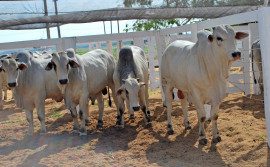 Adapec autoriza antecipação de vacinação antiaftosa para animais que participarão de eventos pecuários ou de período de monta