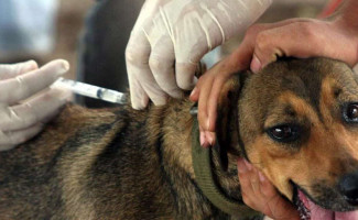 Saúde promove Semana de Prevenção à Raiva Humana e Animal