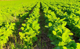 Adapec orienta sojicultores tocantinenses sobre início do plantio de soja sequeiro a partir de 1° de outubro