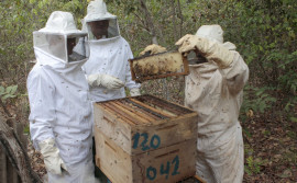 Governo do Tocantins prepara Encontro Estadual da Apicultura e Meliponicultura