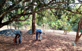 Comitês de Bacia Hidrográfica coletam quase 4 toneladas de sementes de espécies do Cerrado para cultivo de mudas no Tocantins