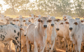 Governo do Tocantins prepara a última campanha de vacinação contra a febre aftosa