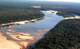 Tocantins recebe três propostas para vender 200 milhões de toneladas em créditos de carbono
