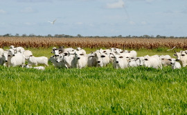 Governo do Tocantins participa do 4° Agroamazônia 2022