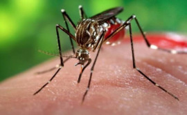 SES-TO abre inscrições para o Fórum de Vigilância das Arboviroses