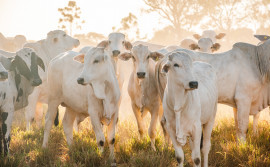 Governo do Tocantins abrirá a última campanha de vacinação contra febre aftosa em Miranorte