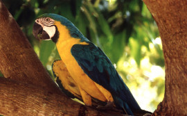 Governo do Tocantins lança campanha Animal silvestre não é Pet