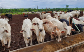 Governo do Tocantins investe no melhoramento genético de seu rebanho bovino