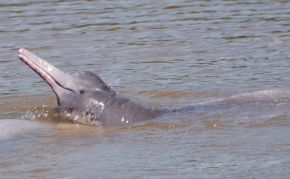 Naturatins realiza concurso de mascotes com o tema espécies ameaçadas
