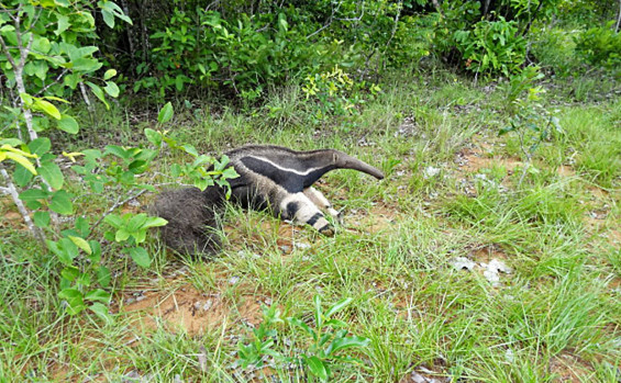 Naturatins realiza concurso de mascotes com o tema espécies ameaçadas