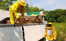Governo do Tocantins registra crescimento na produção de mel do Estado