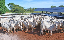 Pecuarista tem até o dia 30 de novembro para vacinar rebanho contra a febre aftosa