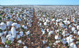 Janela de plantio de algodão no Tocantins abrirá dia 21 de novembro