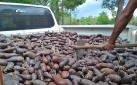 Naturatins incentiva o agroextrativismo na região do Jalapão