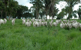 Governo do Tocantins realiza 3° Seminário Estadual de Agropecuária de Baixa Emissão Carbono nesta sexta-feira, 25