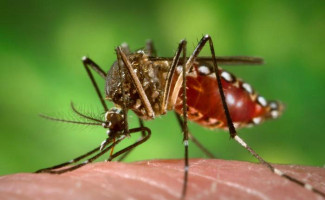 SES alerta para explosão de casos da Dengue no Tocantins