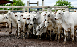 Campanha de vacinação contra a febre aftosa é prorrogada até 17 de dezembro