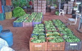 Adapec passa a exigir cadastro de distribuidoras de produtos vegetais portadores de restrição fitossanitária e seus proprietários