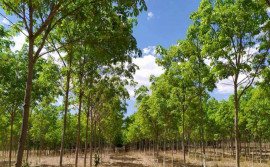 Governo do Tocantins promove 2° Seminário de Silvicultura e Workshop de Seringueira na região norte do Estado