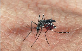 Médicos tocantinenses participam de curso sobre Chikungunya 