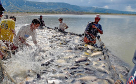 Governo do Tocantins tem saldo positivo na piscicultura em 2022