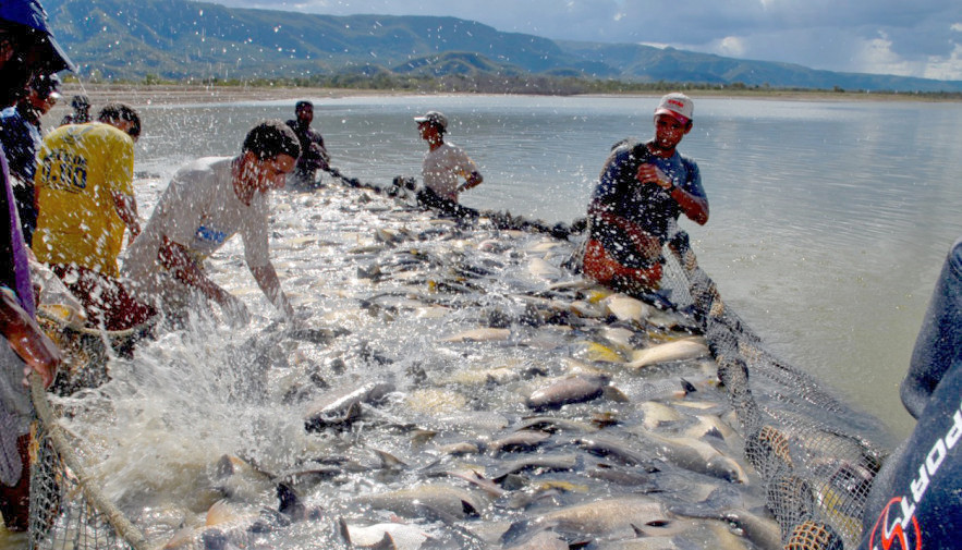 Agência ALESC  Cultivo de peixes pode dar lucro de R$ 1 por kg produzido